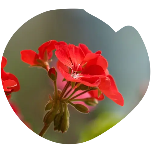 Geranium Flower