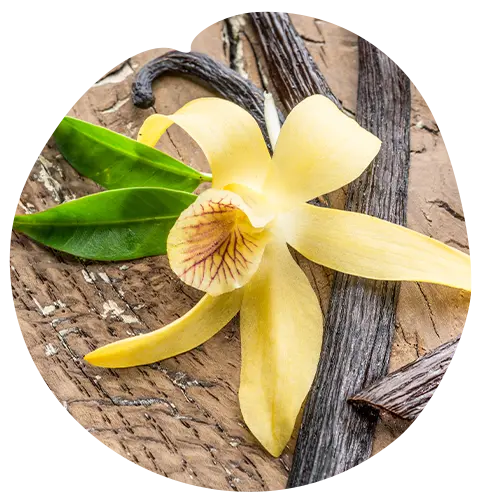 Vanilla Flower